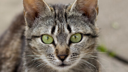 A beautiful homeless cat walks in nature, in the countryside, on the grass. Sunny day, a cat in the shade under a tree. Close-up, blurred bokeh background.