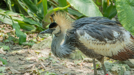 Grey Crowned Crane in the bush 7