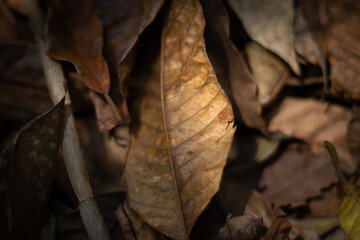 Autumn leaf on the ground, selective focus moody dark dead leaf fall in season in backyard forest garden