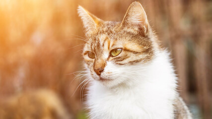 Naklejka na ściany i meble A beautiful homeless cat walks in nature, in the countryside, on the grass. Sunny day, a cat in the shade under a tree. Close-up, blurred bokeh background.