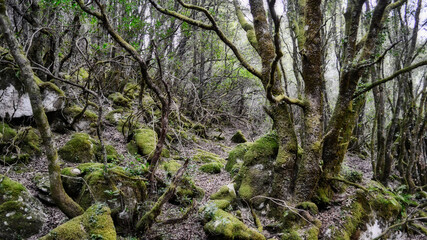 Fototapeta premium foret corse