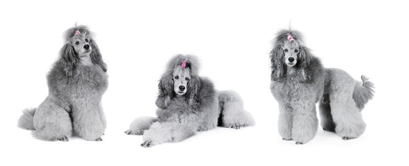 Collage set of three gray poodle