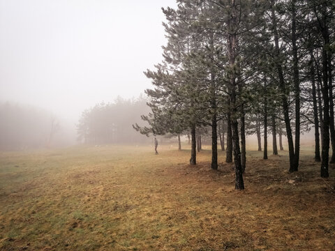 misty morning in the forest
