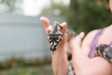 Close-up snake. Snake boa constrictor. Reptile exotic animal.