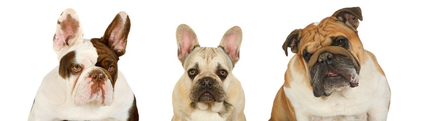 Obraz premium Portrait collage of three bulldogs