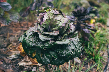 close up of a flower of a tree