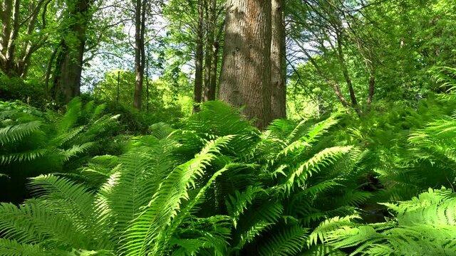 Giant Trees - Mammoth Trees with Fern in Summer Woods