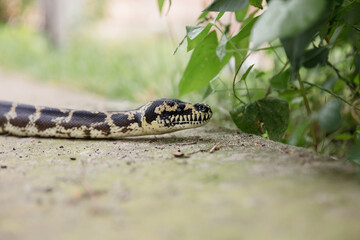 Close-up snake. Snake boa constrictor. Reptile exotic animal.