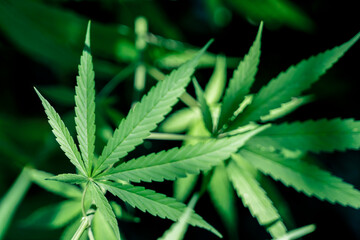 Marijuana Plants, Close up Cannabis Plants Growing outdoor cannabis farm field
