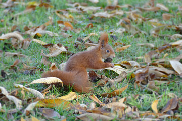 Naklejka na ściany i meble Squirrel sitting in grass and fallen leaves in Zurich, Switzerland