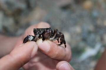 crab in hand