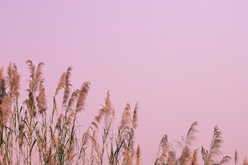 Soft gently wind grass flowers in aesthetic nature of early morning misty sky background. Quiet and calm image in minimal zen mood. Spring nature in pastel tone.