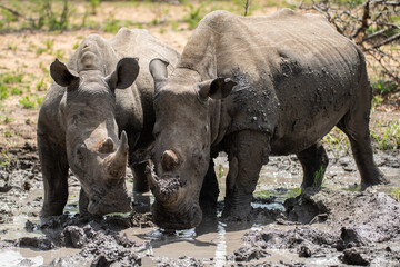 Muddy White Rhino seen on a safari in South Africa