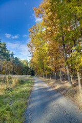 Hiking trail in autumn forest with colorful leaves