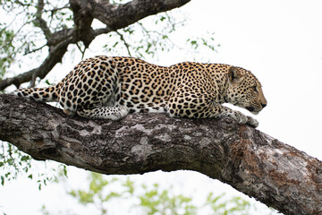 Male Leopard in a tree on a safari in South Africa