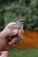 ornate mastigure (Uromastyx ornata) is a species of lizard in the family Agamidae.