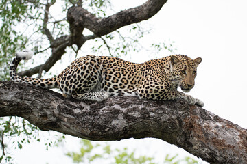 Male Leopard in a tree on a safari in South Africa