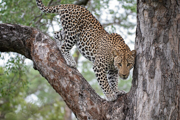Male Leopard in a tree on a safari in South Africa