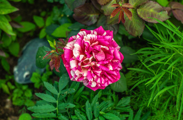 A large pink rose bud with white stripes in the garden in a flower bed