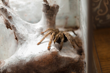 Macro photography of Lycosa spider
