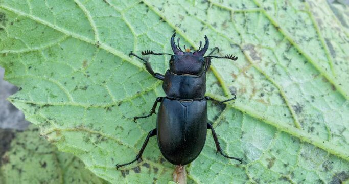 an insect sleeps on a leaf. Time lapse of Lucanus tetraodon is a stag beetle of the family Lucanidae