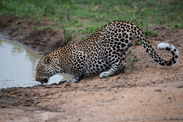 Fototapeta na wymiar Male Leopard having a drink on a safari in South Africa