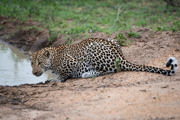 Male Leopard having a drink on a safari in South Africa