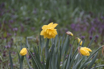 yellow daffodils in spring