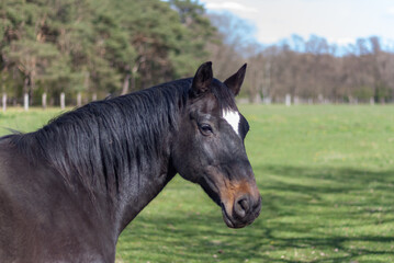 Fototapeta premium horse in the field with a cool look