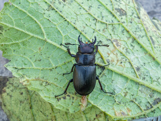 an insect sleeps on a leaf. Lucanus tetraodon is a stag beetle of the family Lucanidae