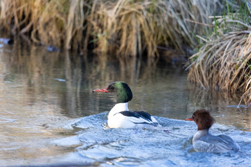 Goosander pair swimming in water