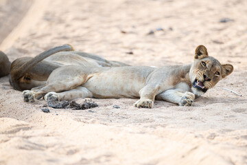 Female Lion seen relaxing in a sandy riverbed on a safari in South Africa