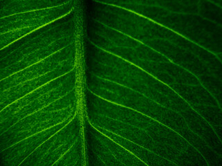 Zielony liść makro, tekstura liścia 