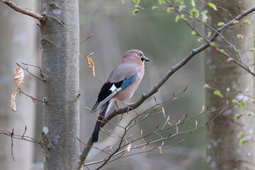 A jay sits on the branch of a spruce in the forest