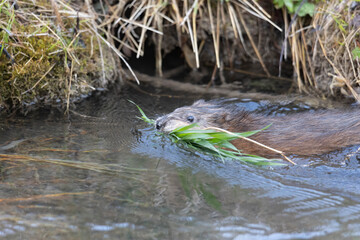 A young muskrat on the banks of a stream looking for food