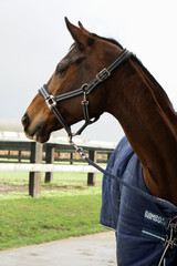 warmblood mare is looking at paddock