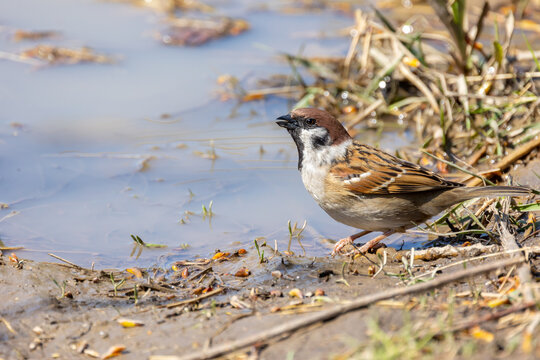 Wróbel Bilder Durchsuchen 2,811 Archivfotos, und