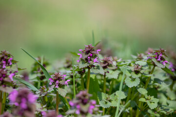 Blooming red nettle.