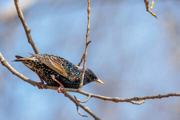 Szpak startuje z gałęzi do lotu