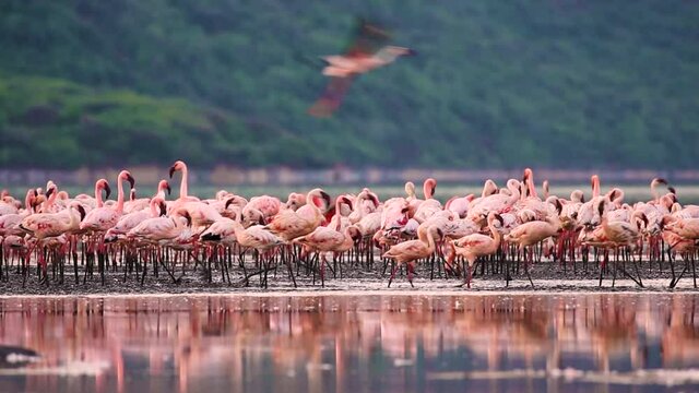 Flamboyance Of Lesser Flamingos At Lake Bogoria In Kenya, Africa. medium shot