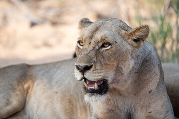 Female Lion seen relaxing in a sandy riverbed on a safari in South Africa