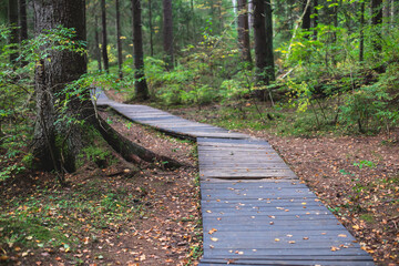 Obraz premium Eco path wooden walkway in Komarovo Shore, Komarovsky Bereg Natural Monument ecological trail path - route walkways laid in the forest, in Kurortny District of St. Petersburg, Russia