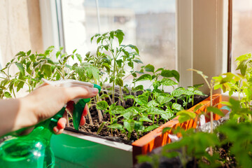 Spraying tomato and pepper seedlings in box with water at home. Spring work. Agriculture and farming. Growing veggies