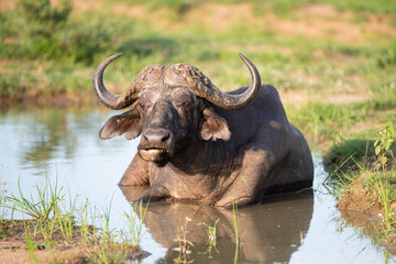 Fototapeta premium Cape Buffalo seen on a safari in South Africa