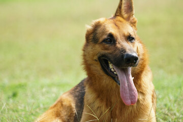 rescued beautiful male german shepherd with one ear