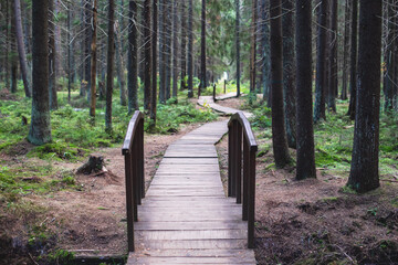 Eco path wooden walkway in Komarovo Shore, Komarovsky Bereg Natural Monument ecological trail path - route walkways laid in the forest, in Kurortny District of St. Petersburg, Russia