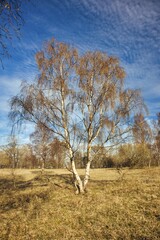 Silver Birch Tree with a Blue Sky on a Sunny Day, County Durham, England, UK.
