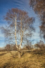 Silver Birch Tree with a Blue Sky on a Sunny Day, County Durham, England, UK.