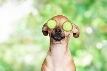 Obraz premium Cucumber.