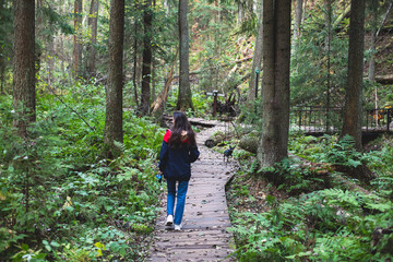 Fototapeta premium Eco path wooden walkway in Komarovo Shore, Komarovsky Bereg Natural Monument ecological trail path - route walkways laid in the forest, in Kurortny District of St. Petersburg, Russia